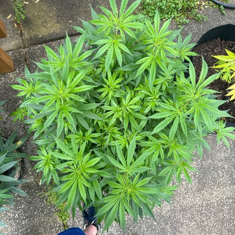 Pineapple Express growlog photo: Hardening off pretty well but worried I see pre flowering 