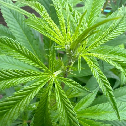 Pineapple Express growlog photo: Hardening off pretty well but worried I see pre flowering 
