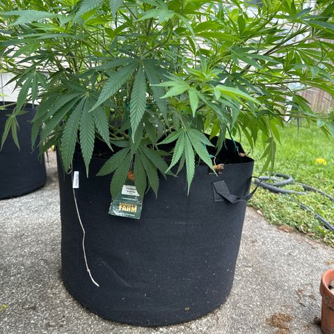 Pineapple Express growlog photo: Transplanted into larger pot, 20g and added scrog netting 