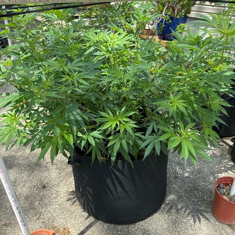 Pineapple Express growlog photo: Transplanted into larger pot, 20g and added scrog netting 