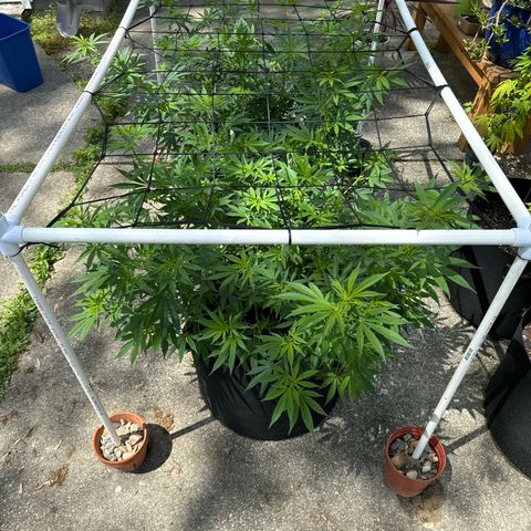 Pineapple Express growlog photo: Transplanted into larger pot, 20g and added scrog netting 