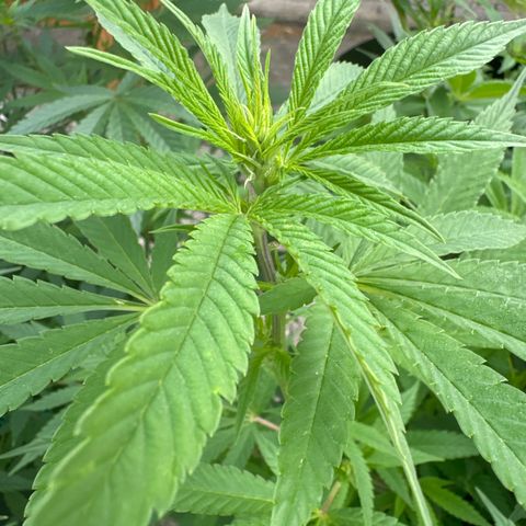 Pineapple Express growlog photo: Looks like flowers have started 