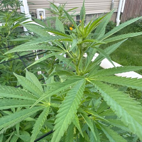 Pineapple Express growlog photo: No defined mutations yet