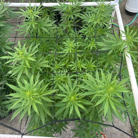 Pineapple Express growlog photo: No defined mutations yet