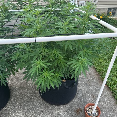Pineapple Express growlog photo: No defined mutations yet