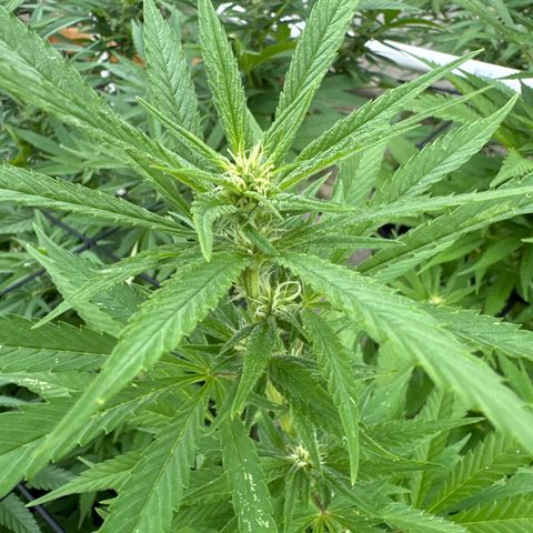Pineapple Express growlog timeline photo
