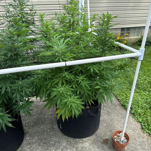 Pineapple Express growlog timeline photo