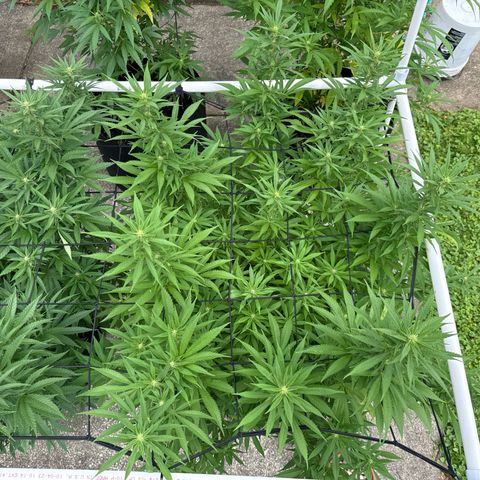 Pineapple Express growlog timeline photo
