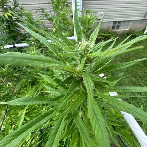 Pineapple Express growlog photo: Added some worm and bat poo