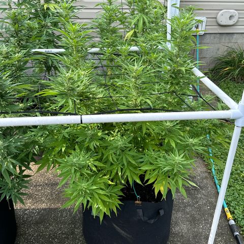 Pineapple Express growlog photo: Added some worm and bat poo