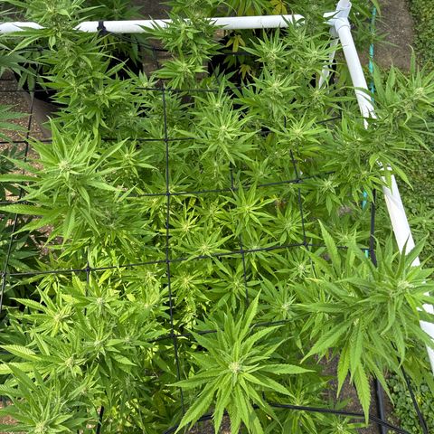 Pineapple Express growlog photo: Added some worm and bat poo