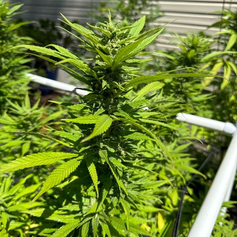 Pineapple Express growlog timeline photo