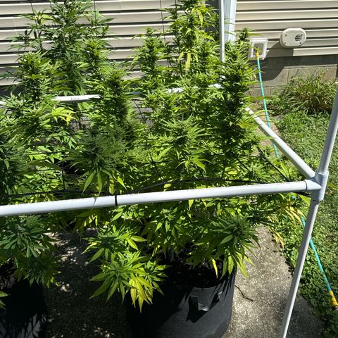 Pineapple Express growlog timeline photo