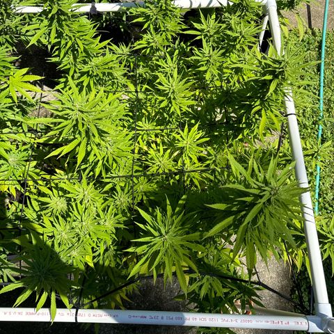 Pineapple Express growlog timeline photo