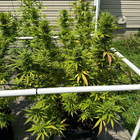 Pineapple Express growlog timeline photo