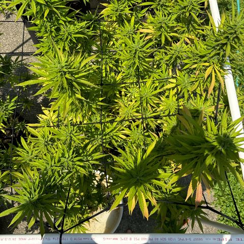 Pineapple Express growlog timeline photo