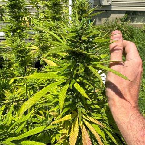 Pineapple Express growlog timeline photo