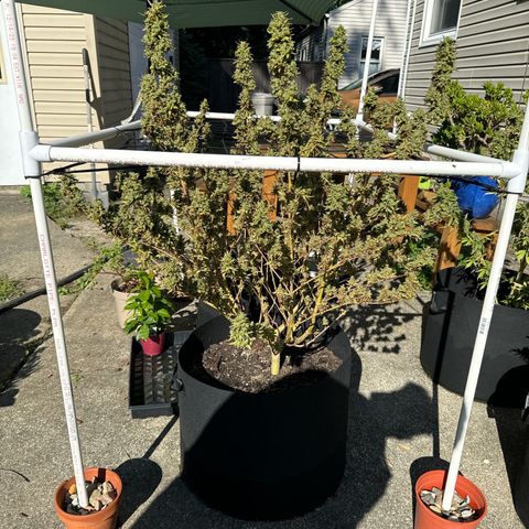Pineapple Express growlog photo: Time for harvest