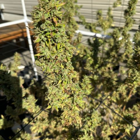 Pineapple Express growlog photo: Time for harvest