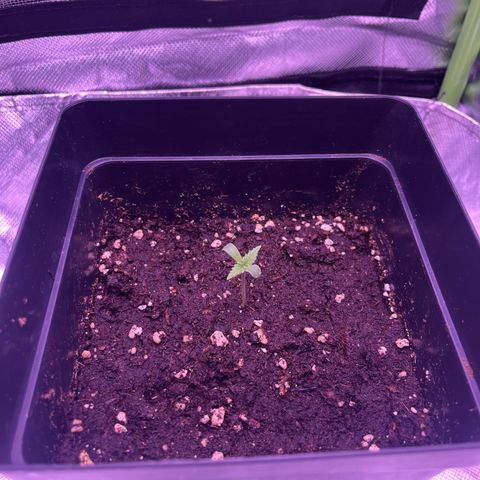 Afghan Skunk  growlog timeline photo