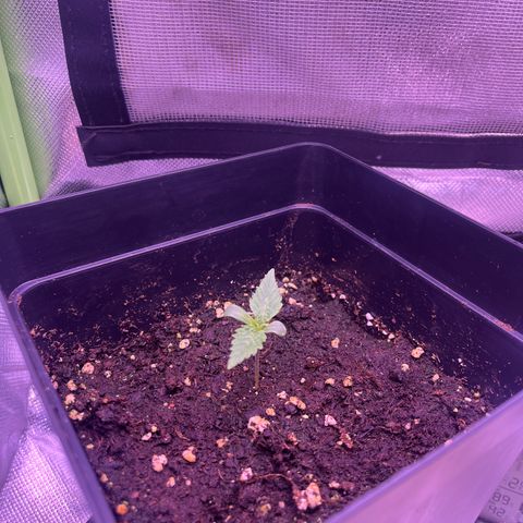 Afghan Skunk  growlog photo: Mama kümmert sich hervorragend, ihrer esmeralda geht’s gut!