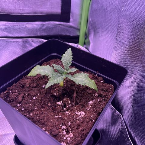 Afghan Skunk  growlog timeline photo