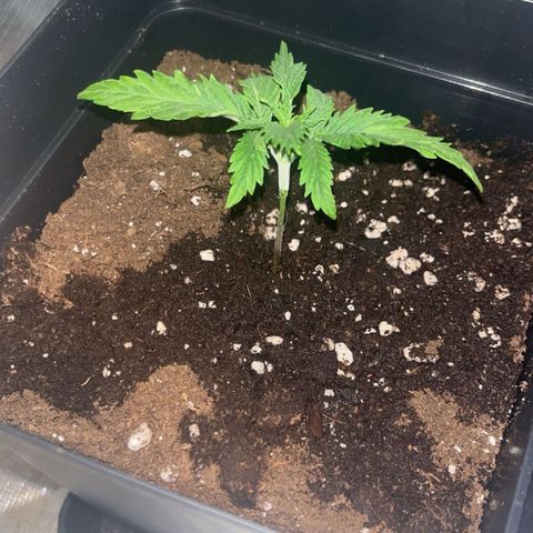 Afghan Skunk  growlog photo: Ersten beiden Blätter paare entfernt 