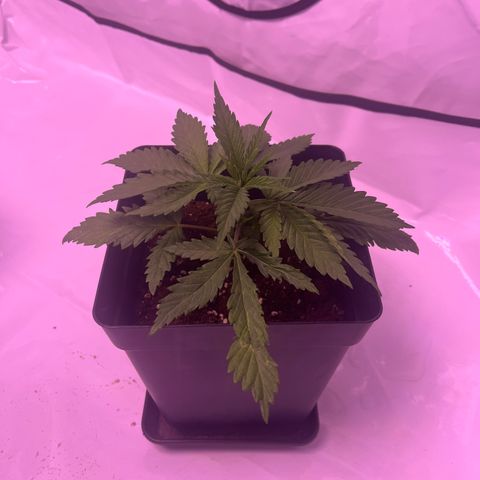Afghan Skunk  growlog timeline photo