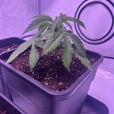 Afghan Skunk  growlog timeline photo