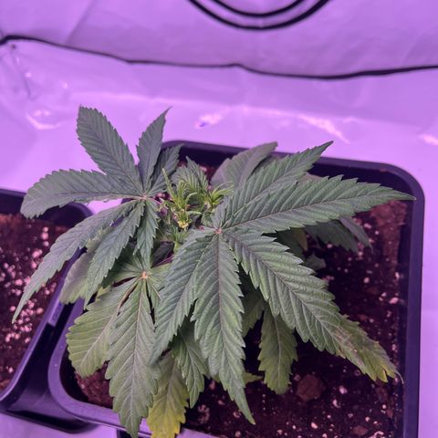 Afghan Skunk  growlog timeline photo