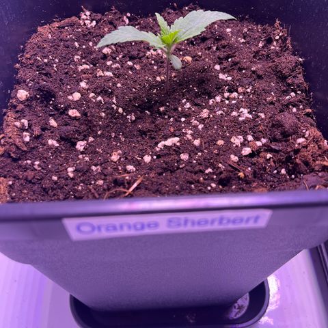Orange Sherbert growlog timeline photo