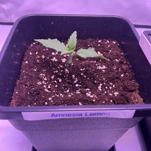 Amnesia Lemon  growlog timeline photo