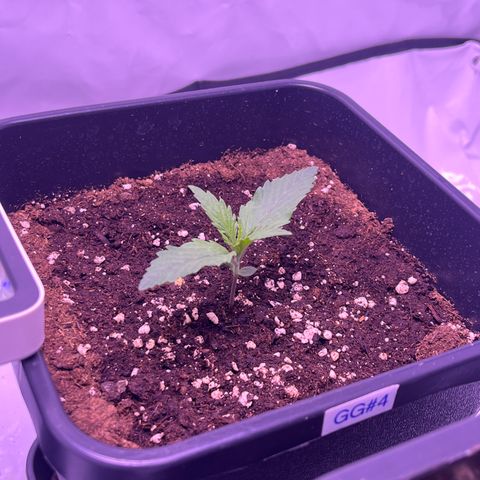 GG#4 growlog timeline photo
