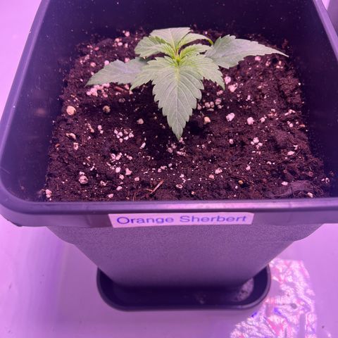 Orange Sherbert growlog timeline photo