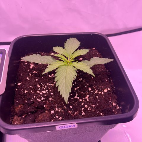 GG#4 growlog timeline photo