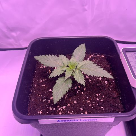 Amnesia Lemon  growlog timeline photo