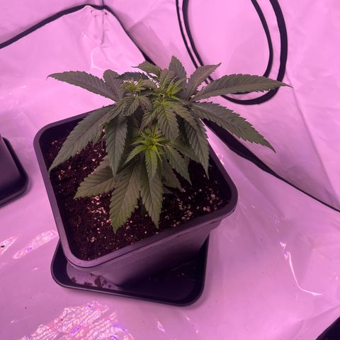 Afghan Skunk  growlog timeline photo