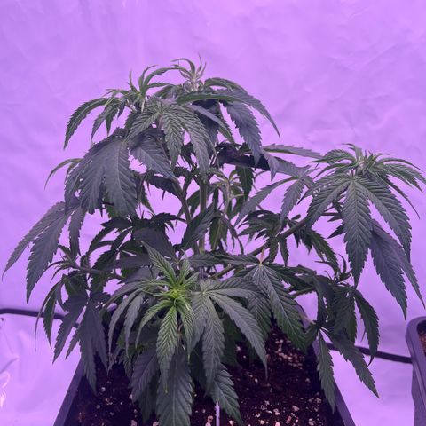 Afghan Skunk  growlog timeline photo