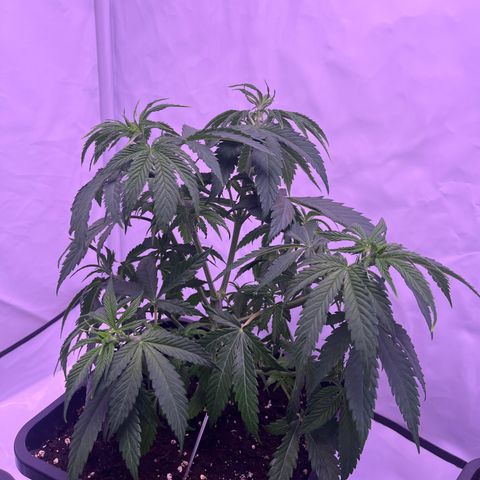 Afghan Skunk  growlog timeline photo