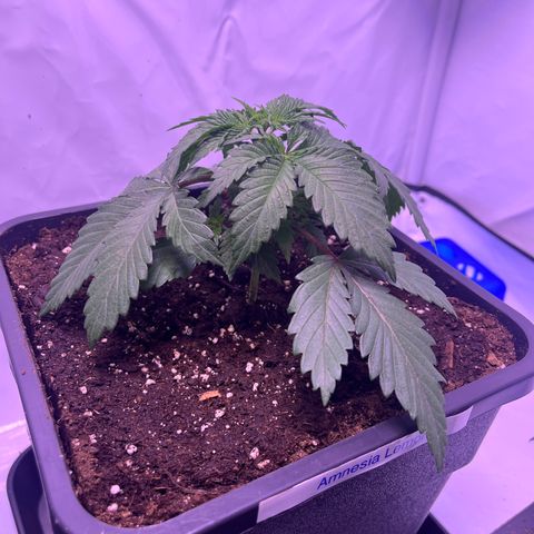 Amnesia Lemon  growlog timeline photo