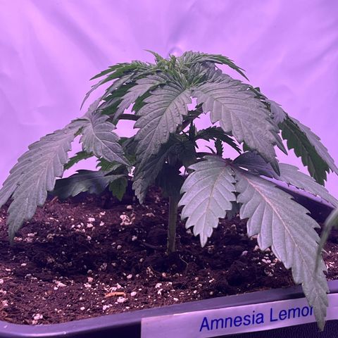 Amnesia Lemon  growlog timeline photo