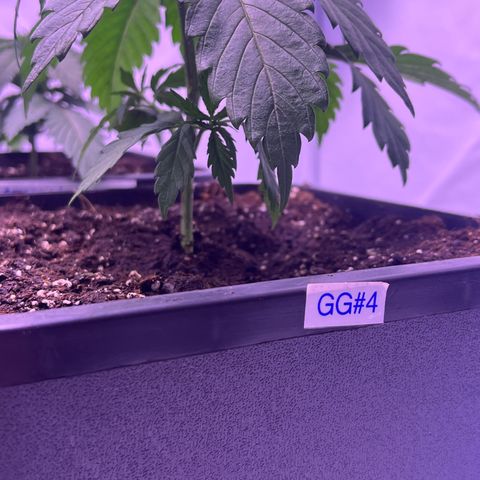 GG#4 growlog timeline photo