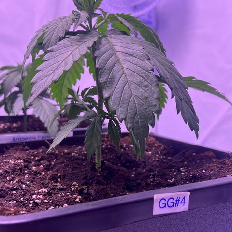 GG#4 growlog timeline photo