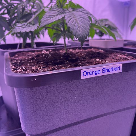 Orange Sherbert growlog timeline photo