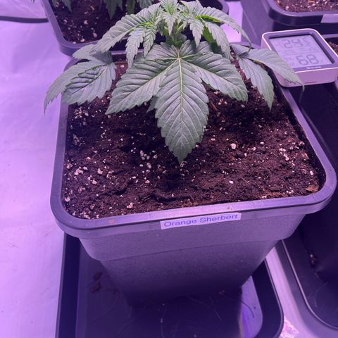 Orange Sherbert growlog timeline photo