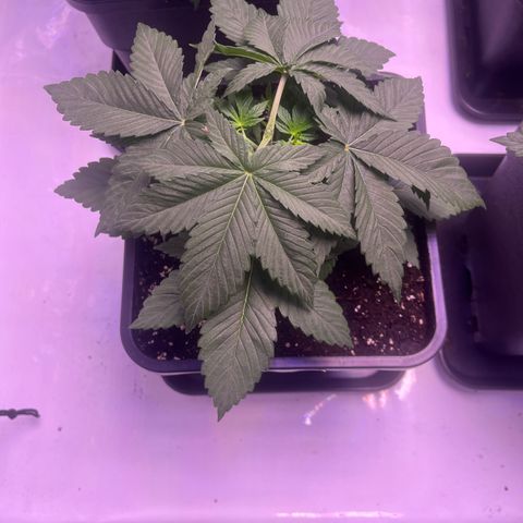 Orange Sherbert growlog timeline photo
