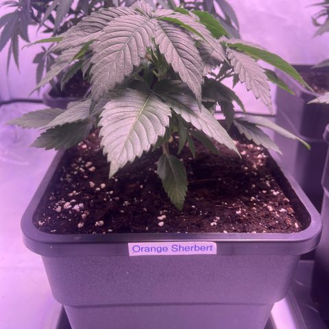 Orange Sherbert growlog timeline photo