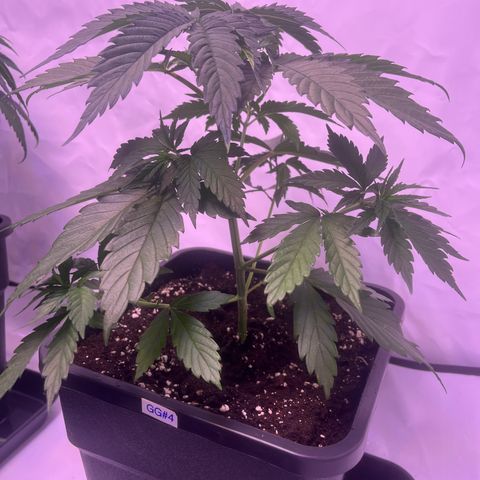 GG#4 growlog timeline photo