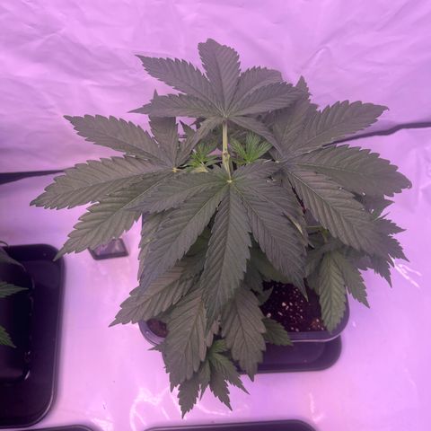 GG#4 growlog timeline photo