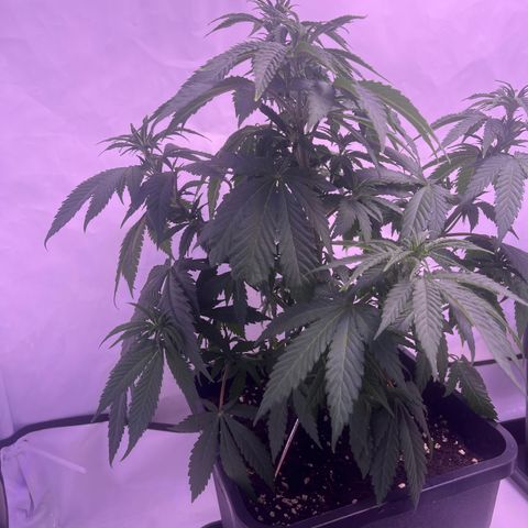 Afghan Skunk  growlog timeline photo